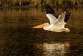 Kirms Photography White Pelican-1